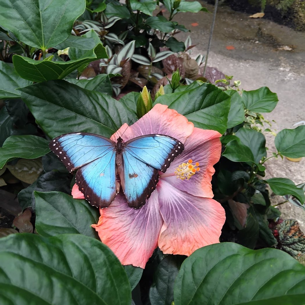 Jardin du Beau Pays 1